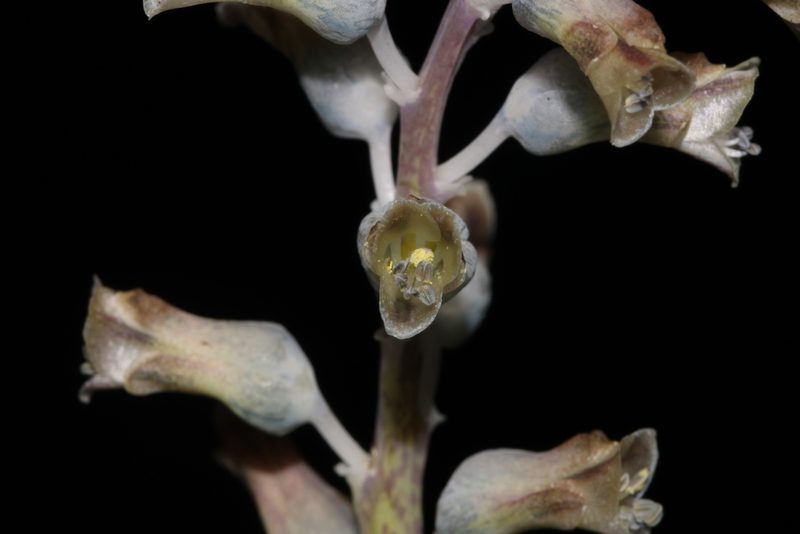 Lachenalia mediana, photographed by Brian du Preez