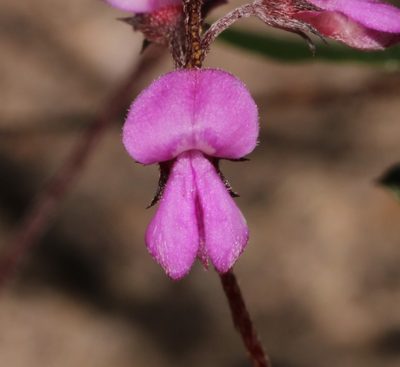 Indigofera stokoei, photographed by Brian du Preez