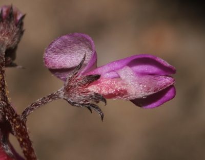 Indigofera stokoei, photographed by Brian du Preez