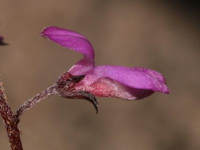 Indigofera stokoei, photographed by Brian du Preez