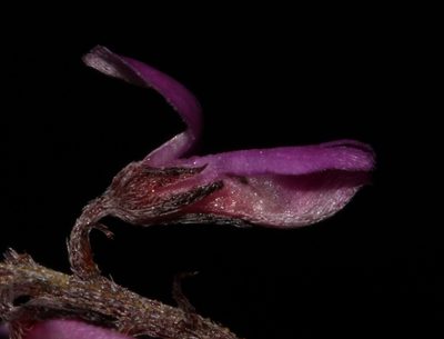 Indigofera stokoei, photographed by Brian du Preez