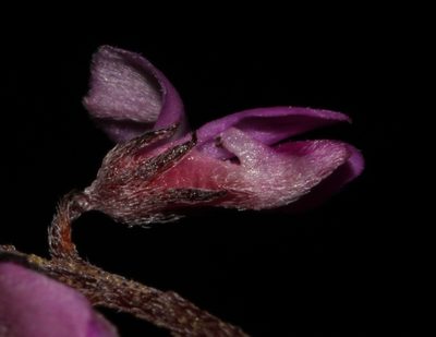 Indigofera stokoei, photographed by Brian du Preez