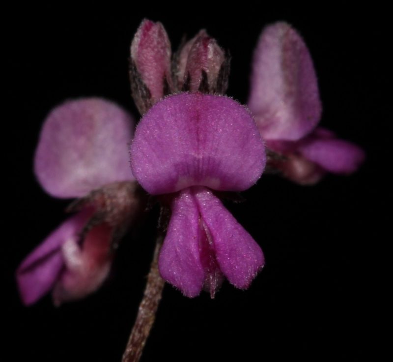 Indigofera stokoei, photographed by Brian du Preez