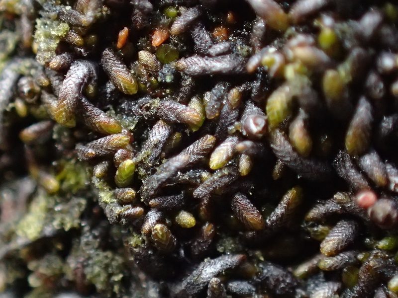 Gymnomitrion crenulatum, photographed by George Greiff
