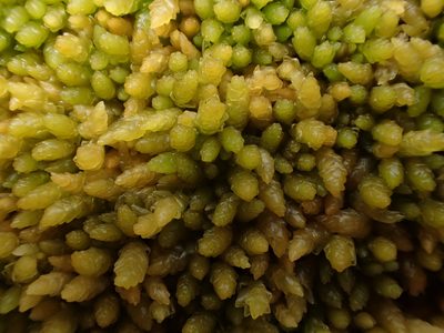 Sphagnum papillosum, photographed by George Greiff