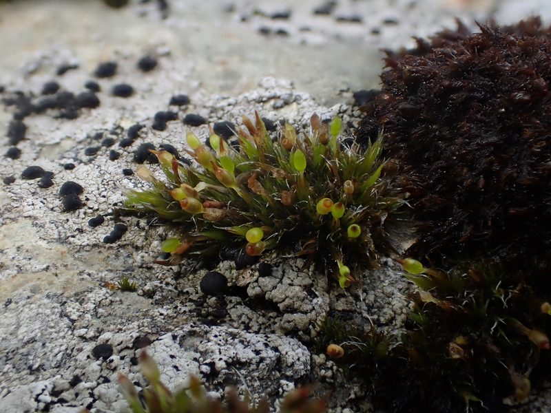 Grimmia donniana, photographed by George Greiff