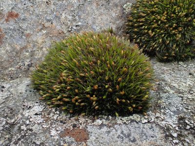 Grimmia donniana, photographed by George Greiff