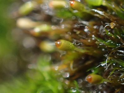 Grimmia donniana, photographed by George Greiff