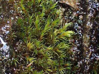 Blindia acuta, photographed by George Greiff
