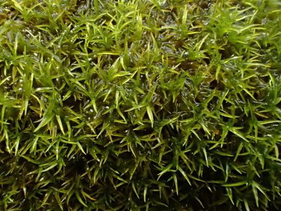 Amphidium mougeotii, photographed by George Greiff