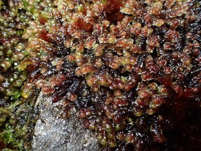 Scapania undulata, photographed by George Greiff