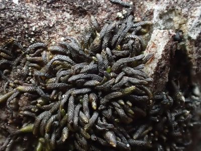 Gymnomitrion crenulatum, photographed by George Greiff