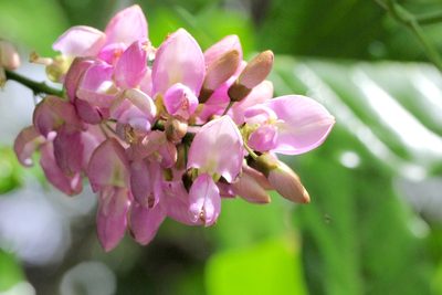 Pongamia pinnata, photographed by Agnes Trekker