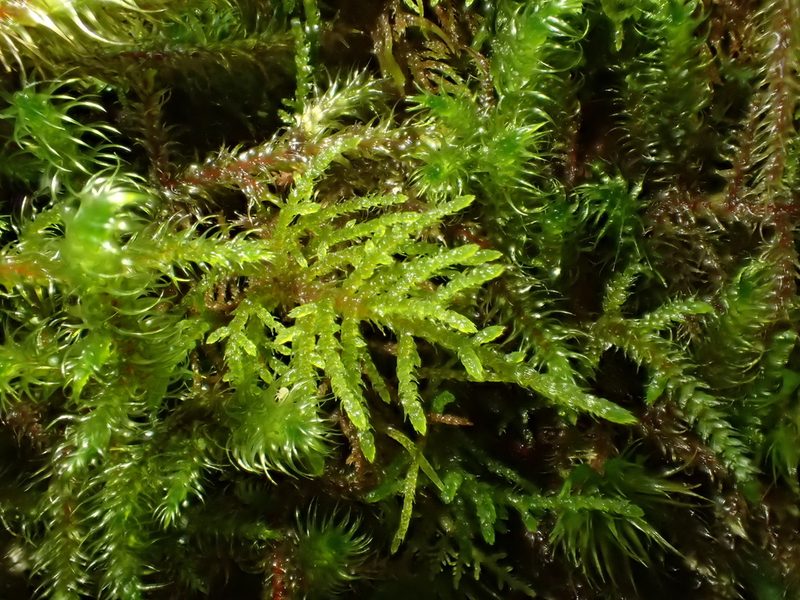 Hylocomiastrum umbratum, photographed by George Greiff