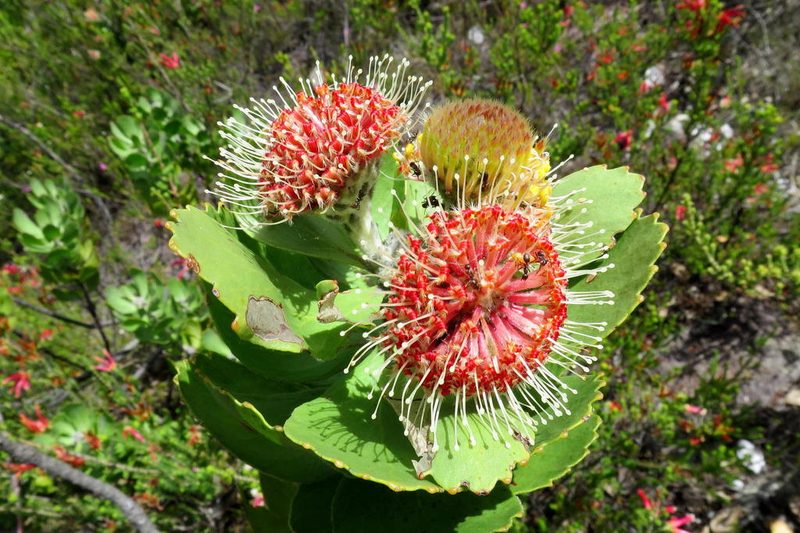 Leucospermum winteri, photographed by Di Turner