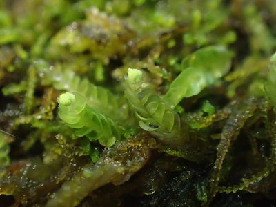 Odontoschisma denudatum, photographed by George Greiff