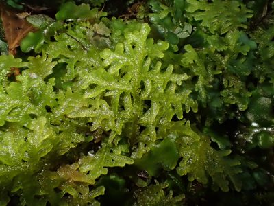 Trichocolea tomentella, photographed by George Greiff