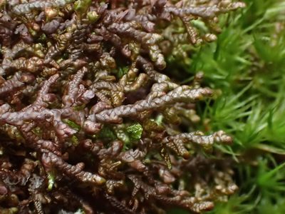 Frullania tamarisci, photographed by George Greiff