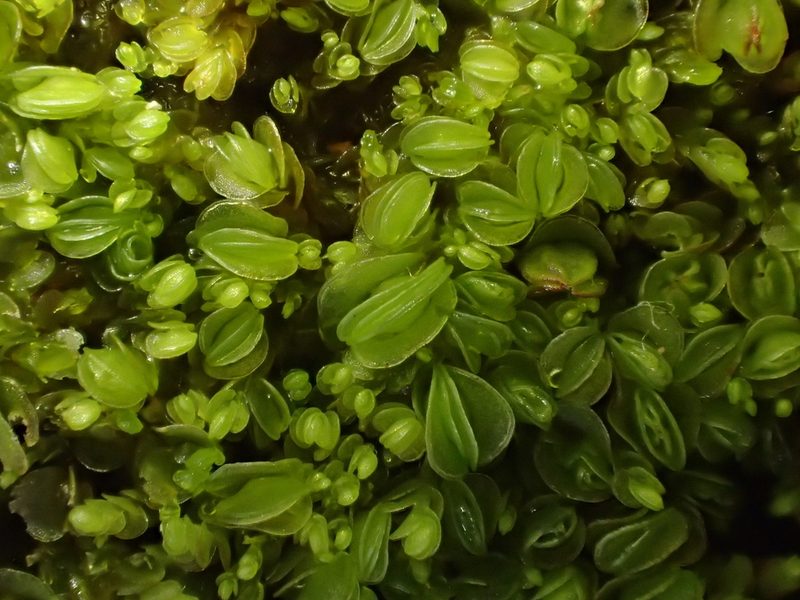 Solenostoma gracillimum, photographed by George Greiff