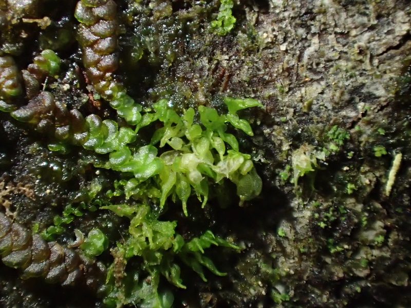 Colura calyptrifolia, photographed by George Greiff