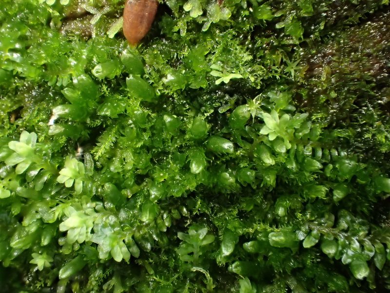 Riccardia palmata, photographed by George Greiff