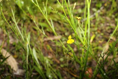 Goodenia paniculata, photographed by Greg Tasney