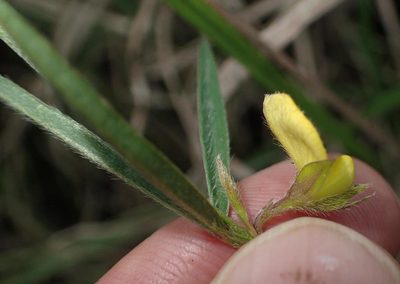 Argyrolobium harveyanum, photographed by Peter Warren