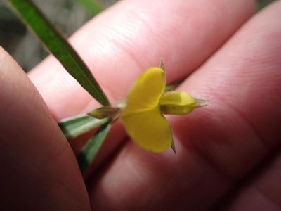 Argyrolobium harveyanum, photographed by Peter Warren