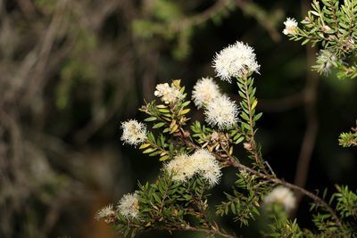 Melaleuca sieberi, photographed by Greg Tasney