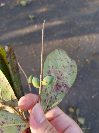 Terminalia muelleri, photographed by Tim