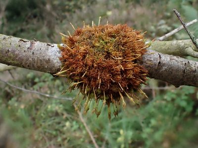 Ulota bruchii, photographed by George Greiff