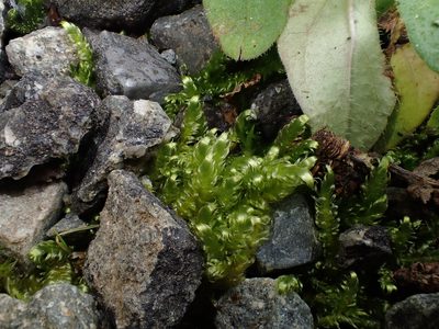 Calliergonella lindbergii, photographed by George Greiff