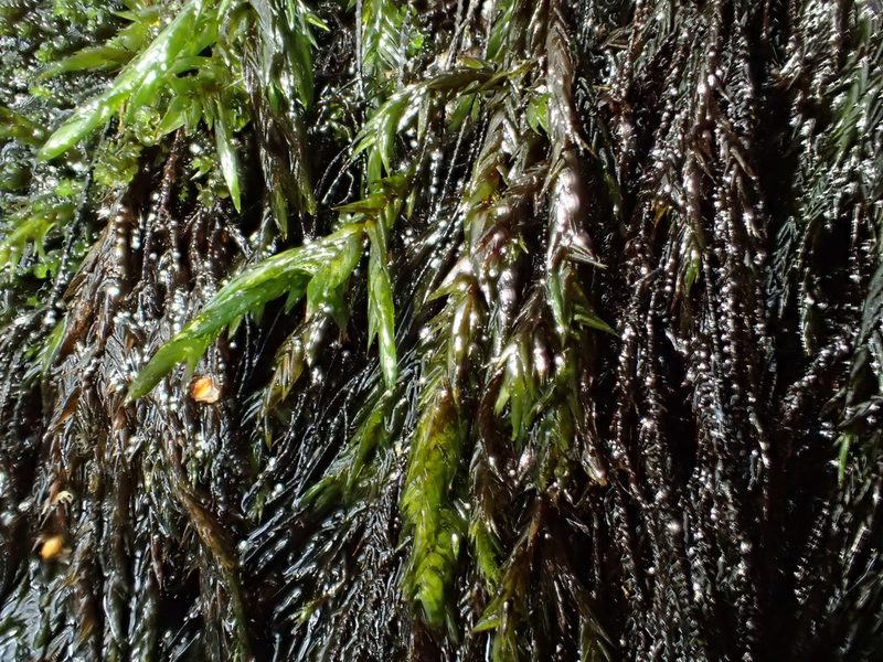 Fontinalis squamosa, photographed by George Greiff