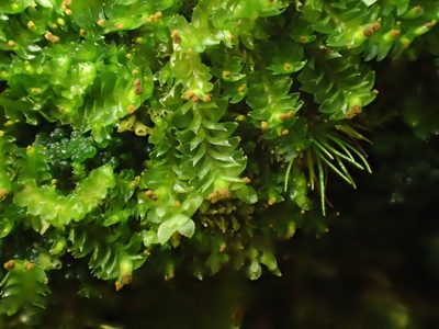 Tritomaria exsecta, photographed by George Greiff