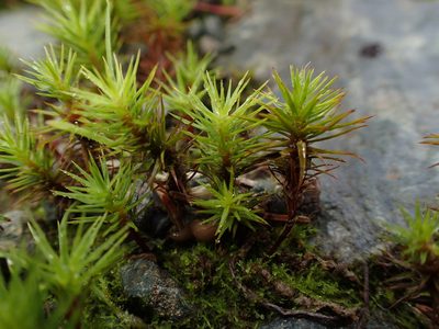 Polytrichum perigoniale, photographed by George Greiff