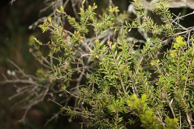Melaleuca sieberi, photographed by Greg Tasney