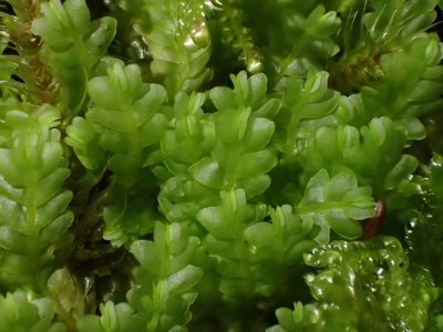 Saccogyna viticulosa, photographed by George Greiff