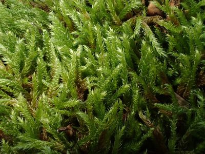 Sciuro-hypnum plumosum, photographed by George Greiff