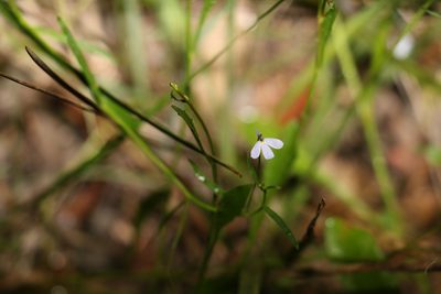 Lobelia stenophylla, photographed by Greg Tasney