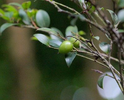 Diospyros vaccinioides, photographed by Agnes Trekker