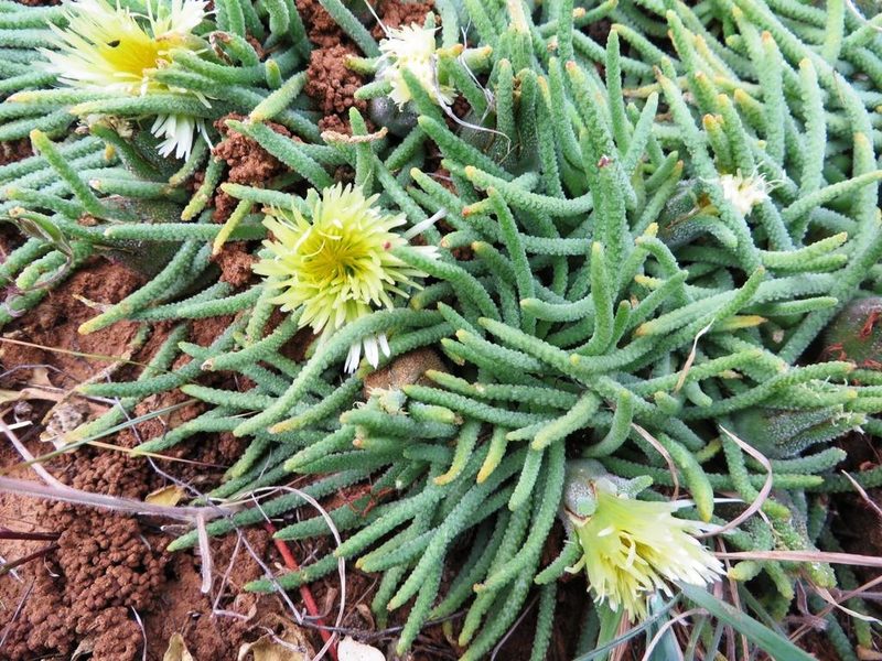 Mesembryanthemum resurgens, photographed by linkie