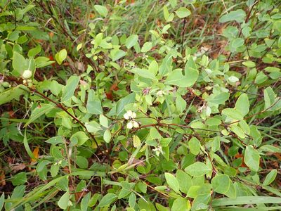 Symphoricarpos occidentalis, photographed by Mary Krieger