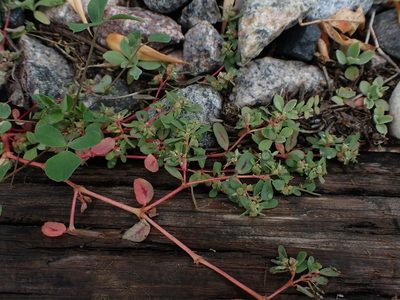 Euphorbia serpillifolia, photographed by Mary Krieger