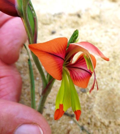 Gladiolus speciosus, photographed by linkie