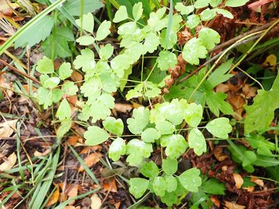 Thalictrum venulosum, photographed by Mary Krieger
