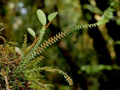 Micropolypodium okuboi, photographed by Jacy Chen