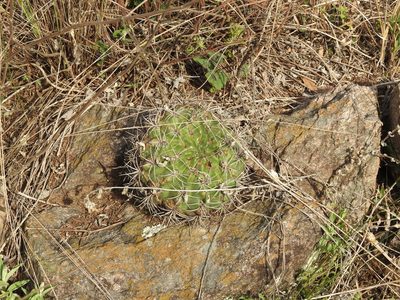 Gymnocalycium mostii, photographed by Agustín Zarco