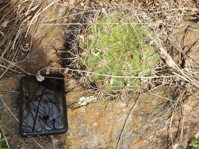 Gymnocalycium mostii, photographed by Agustín Zarco