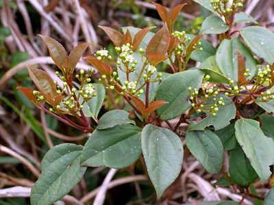 Viburnum propinquum, photographed by Jacy Chen