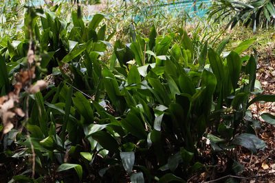 Aspidistra elatior, photographed by harum.koh